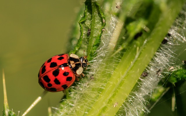 ladybug 3442106 640